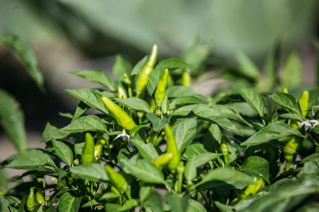 Vegetables at the Sustainable Agriculture Farm on the Elgin campus.