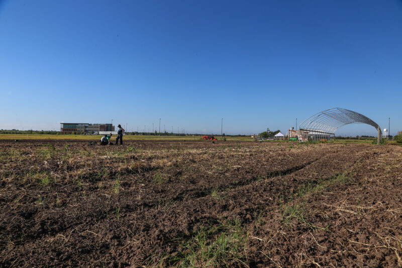 ACC Sustainable Student Farm field