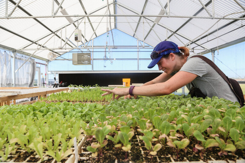 A student harvesting vegetables at the Sustainable Agriculture Farm on the Elgin campus.