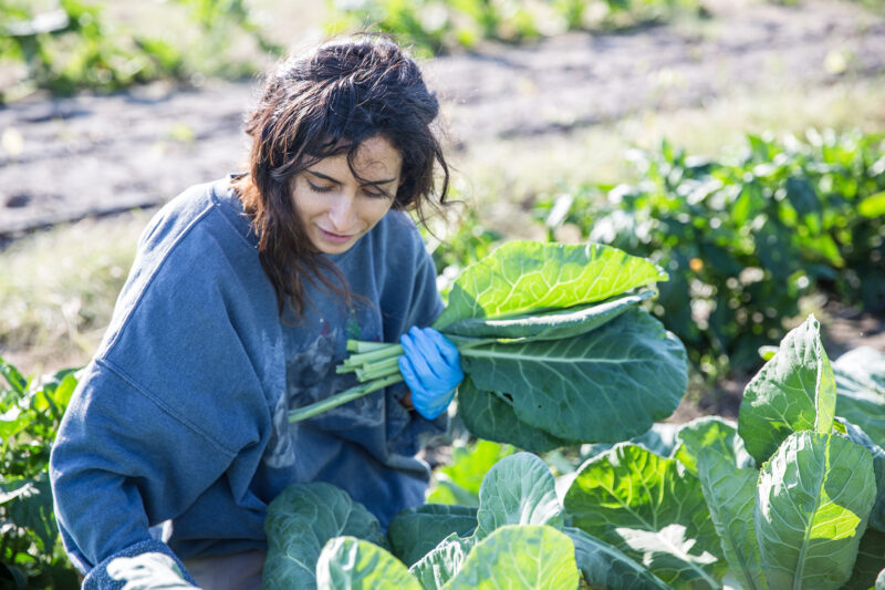 A student harvesting vegetables at the Sustainable Agriculture Farm on the Elgin campus.