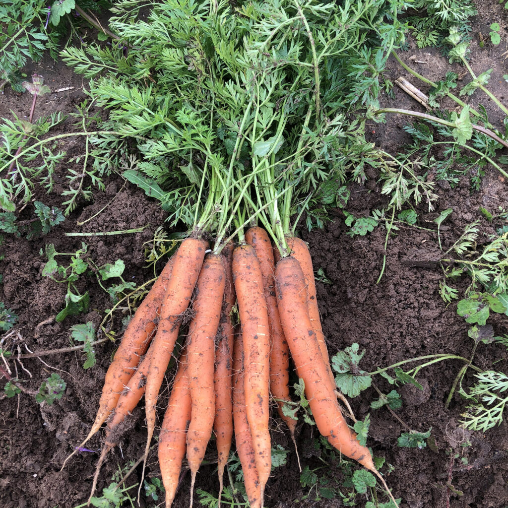 Carrots