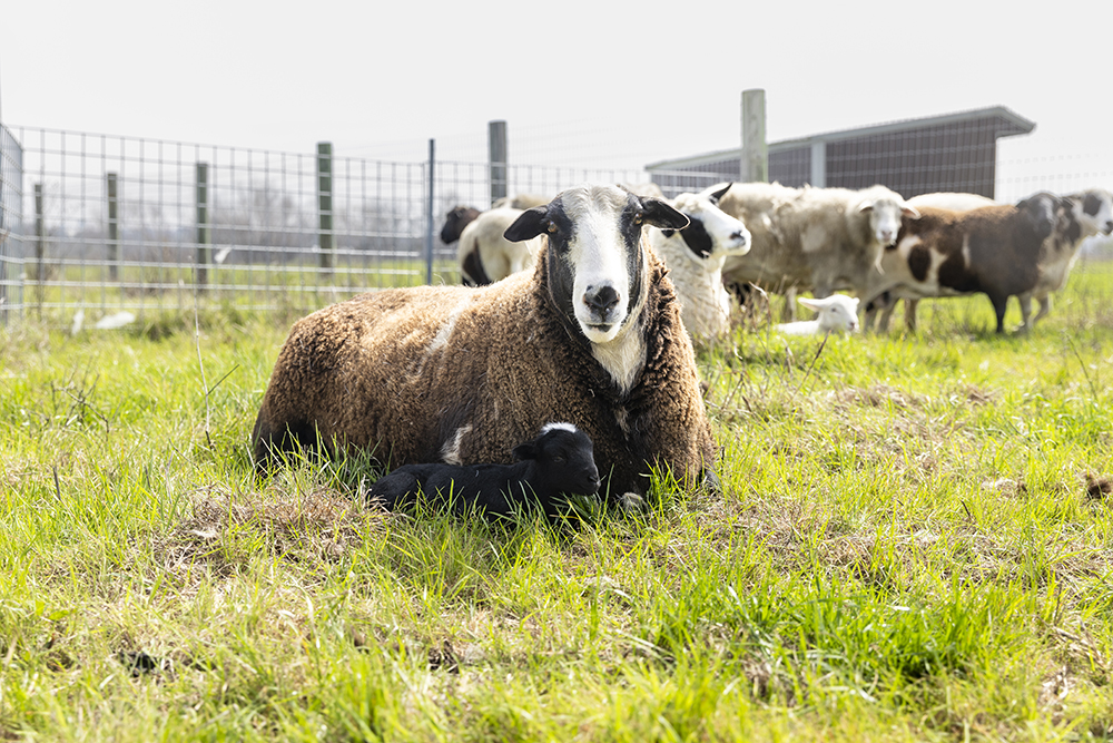Sustainable farm livestock